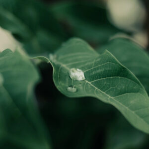 Morning Dew Wooden Jigsaw Puzzle